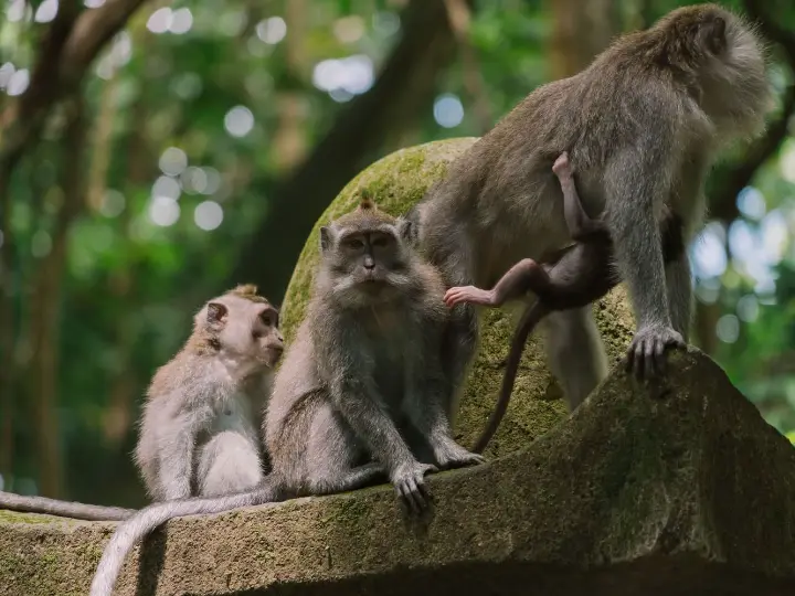Insta Bali